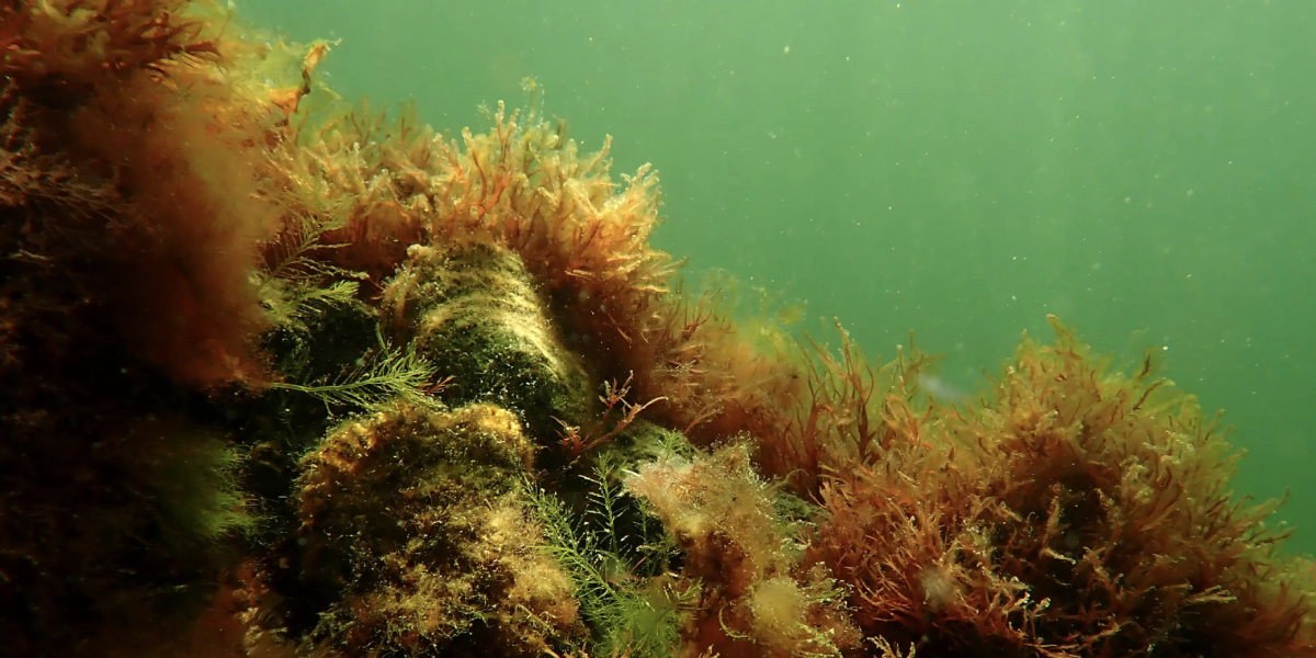 Oyster reef photo Ernst Schrijver web