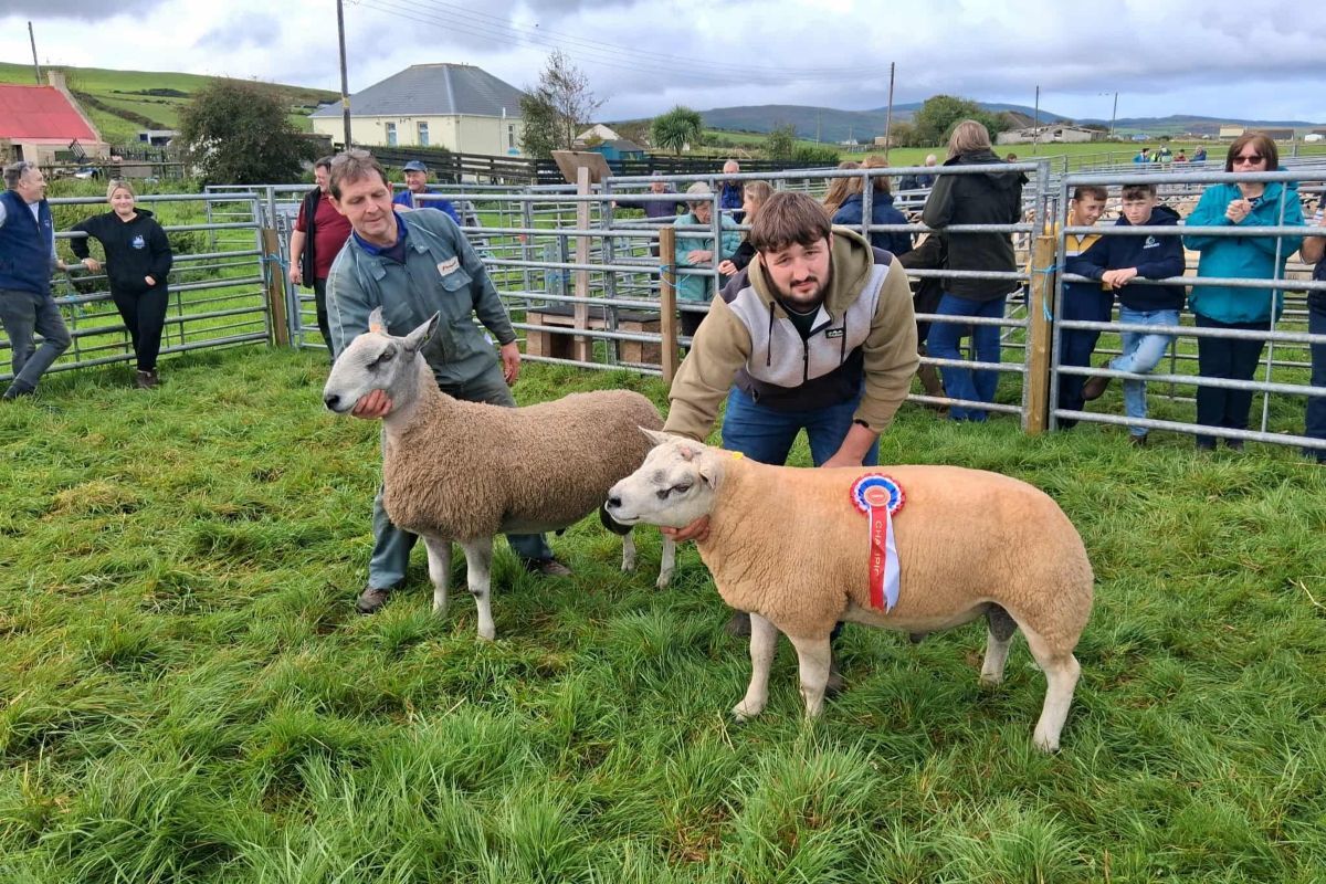 Kintyre sheep sale exceeds expectations
