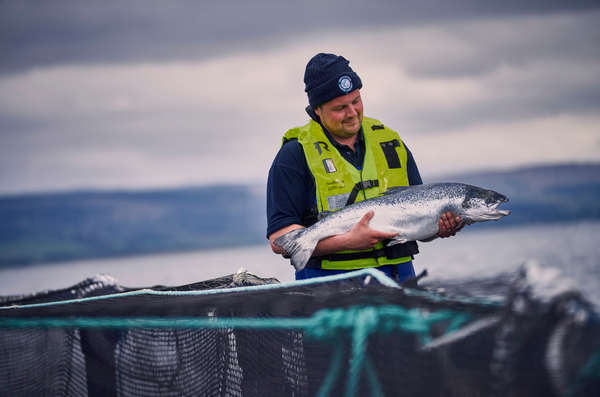 Bakkafrost Scotland Q3 harvest steady, but mortality costs hit almost £7 million