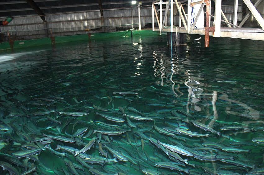 Samherji fish farm tanks