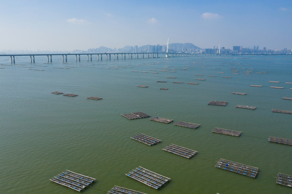 Shellfish: helping the oceans to breathe again
