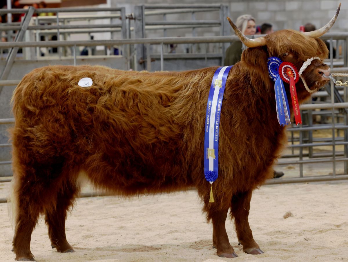 Reserve champion female overall 2 year old heifer Princess Mairi 5th of Cladich. Photograph: Kevin McGlynn