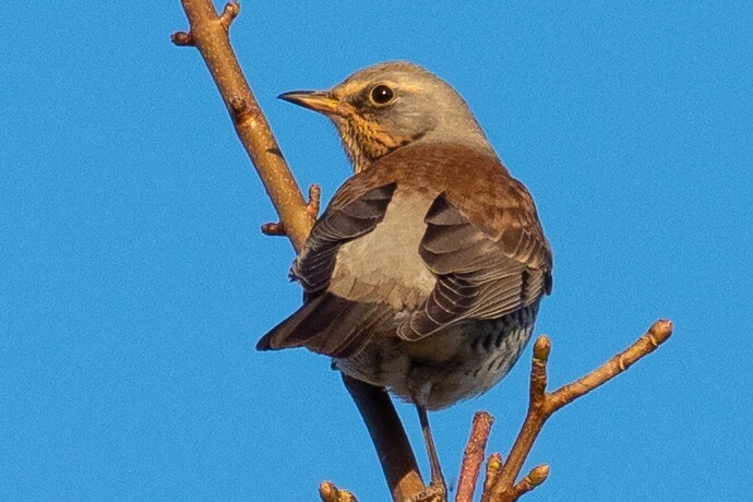 West Coast Today - Heritage - Captivating birding during migration season