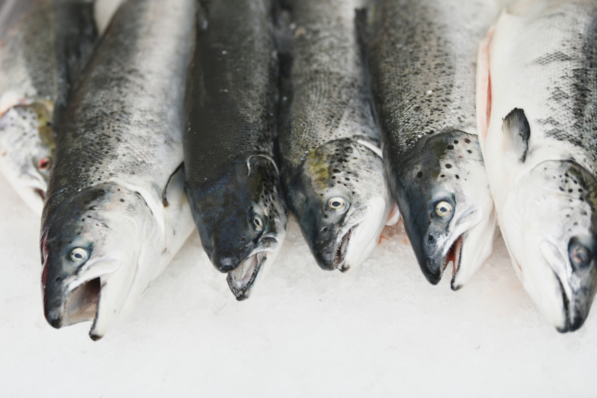 salmon ice AdobeStock 575191281 web