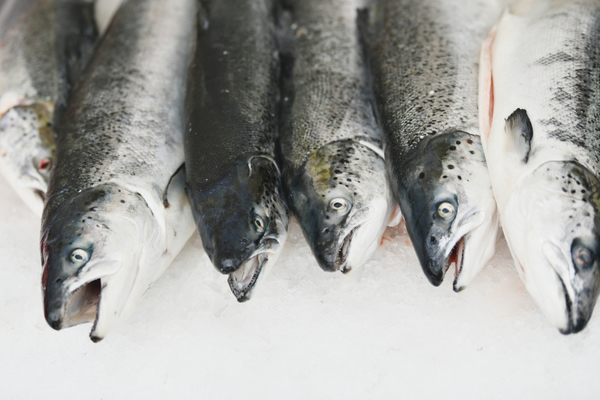 The world wants our salmon - we must deliver