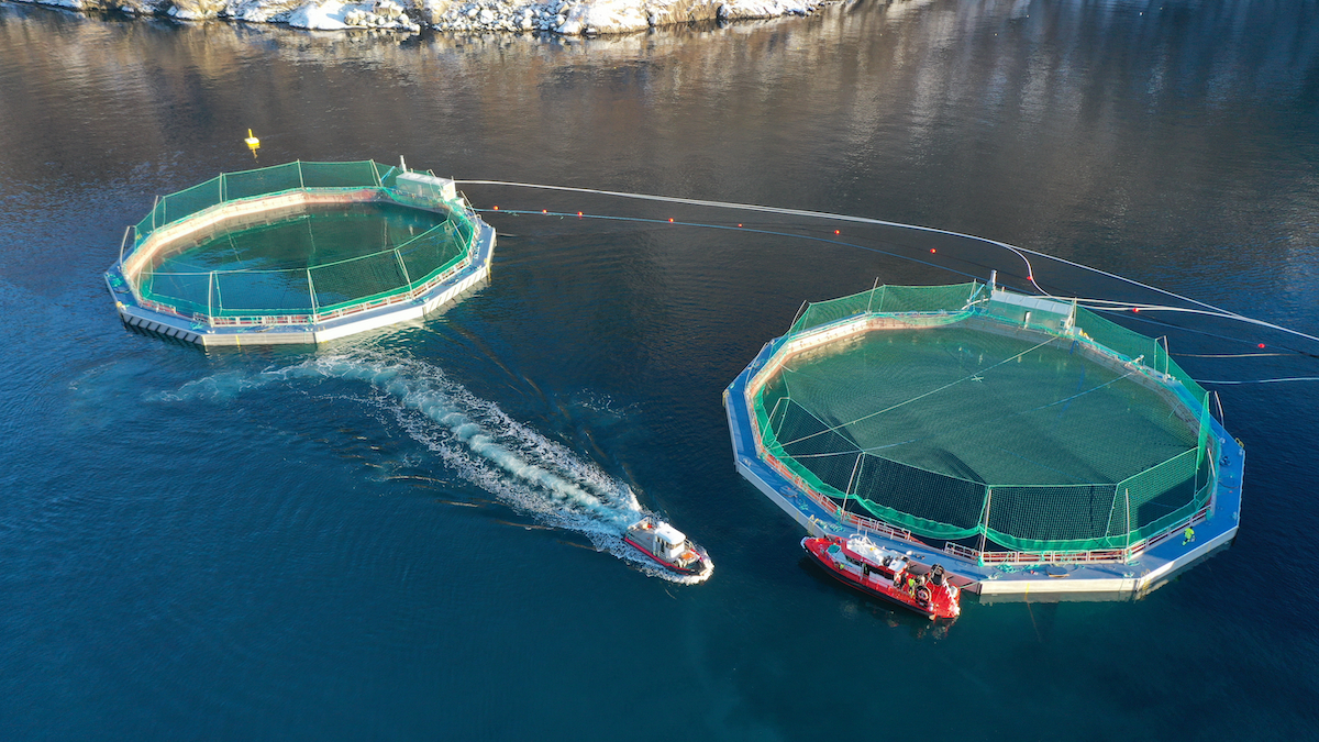 FiiZK Protectus Slattenes web FiiZK Protectus Slattenes web