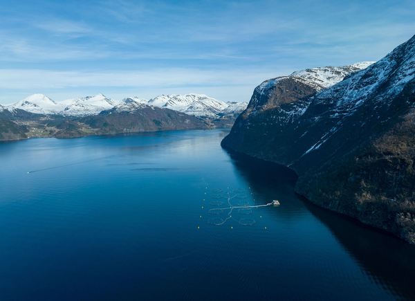 Hofseth set to transition from trout to salmon