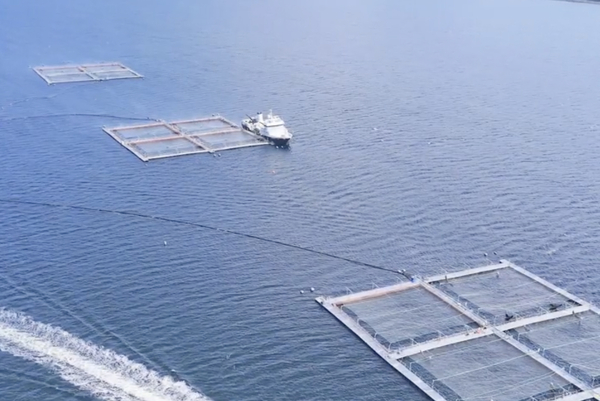 Authorities to investigate Loch Linnhe fish escape
