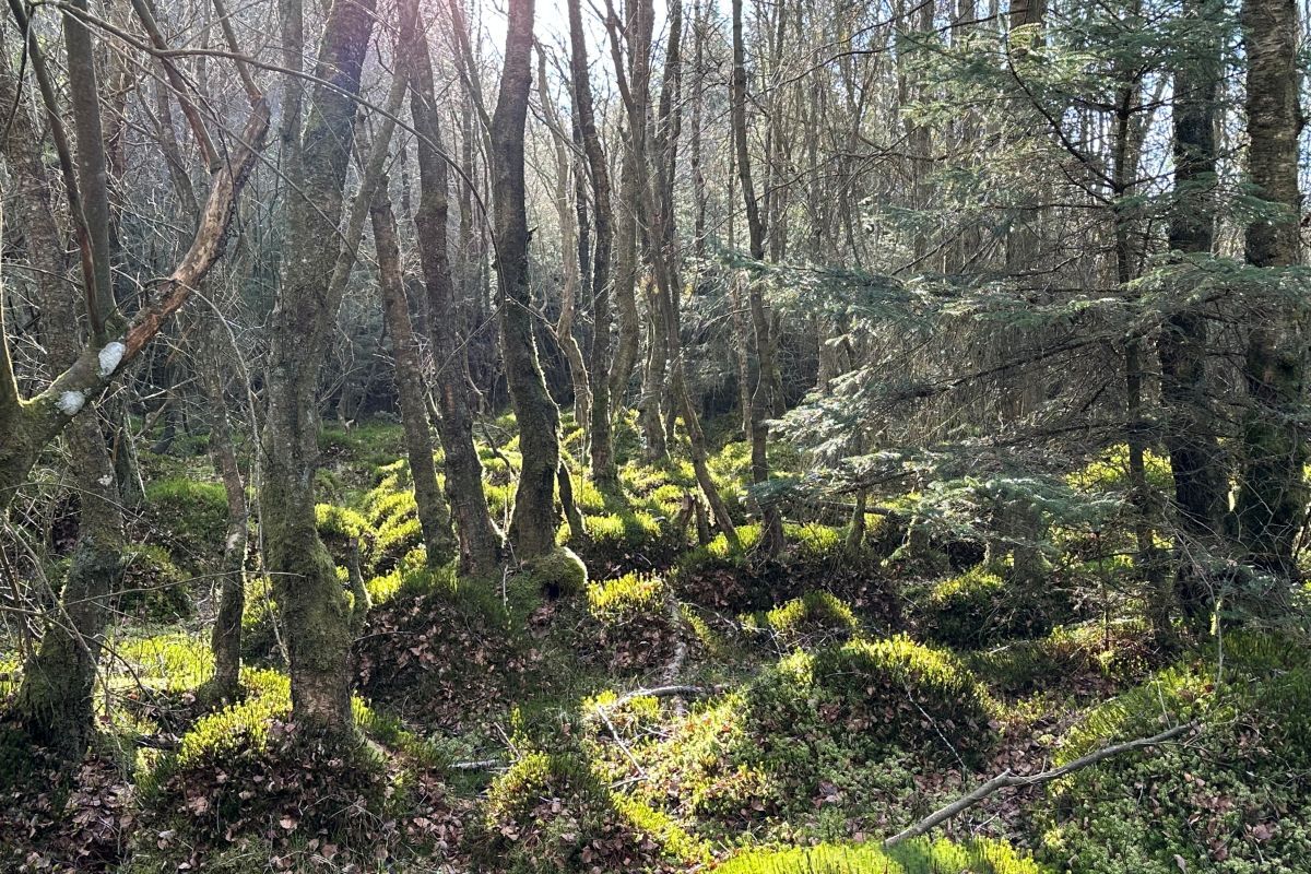 The collaborative approach to Nature30 sites, which forms part of the Scottish Biodiversity Strategy delivery plan to 2030, saw NatureScot brougt together over 150 people and organisations.