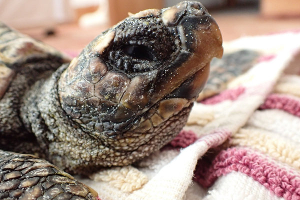 Rescue turtle Ruaigh buddies up in rehab
