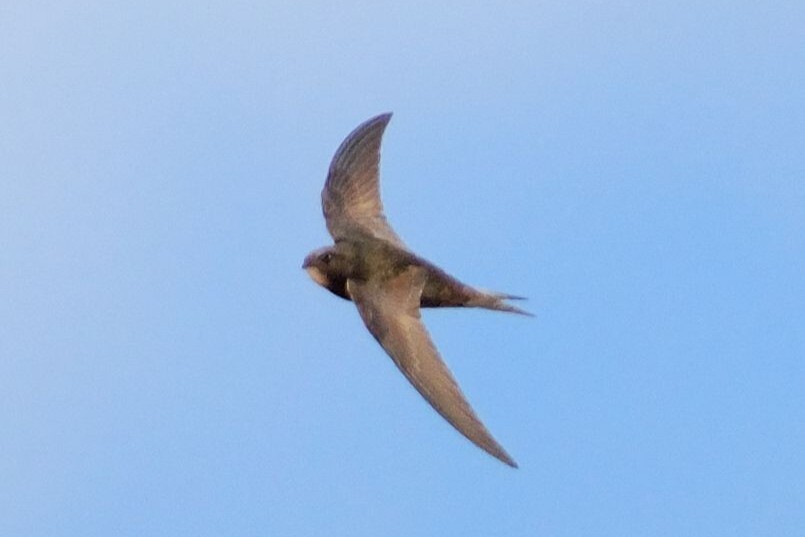 The common swift remains in the air for most of the year and juvenile birds remain aloft for two or three years. Photograph: Dennis Morrison. The common swift remains in the air for most of the year and juvenile birds remain aloft for two or three years. Photograph: Dennis Morrison.