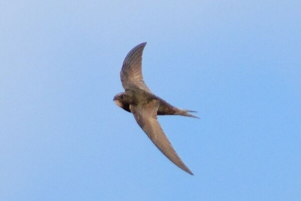 The remarkable common swift on Arran