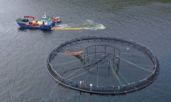 Scottish farmed salmon survival hits 99.1%