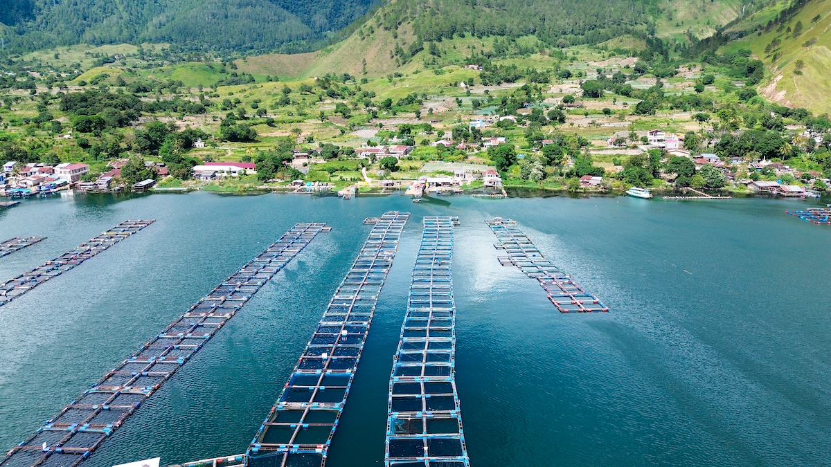 fish farms Lake Toba Sumatra AdobeStock 1542990863 web