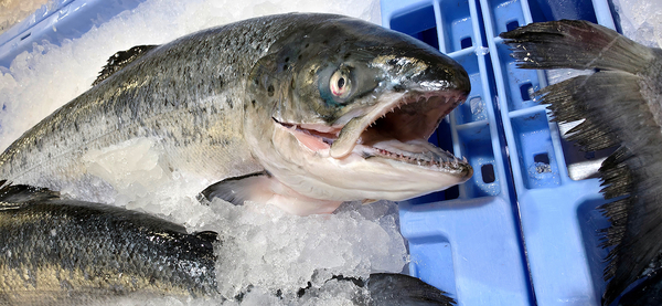 Salmon prices down again, but better news ahead