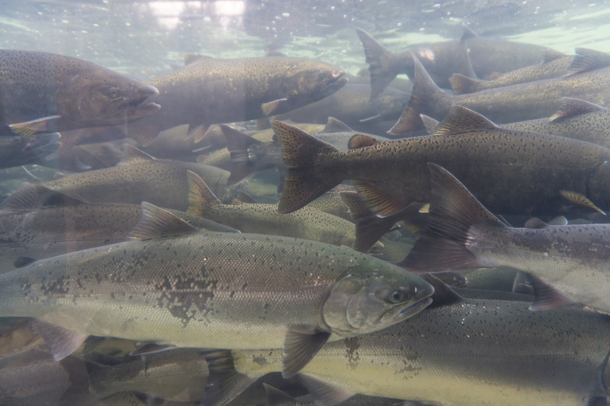 salmon swimming AdobeStock 226516249 web