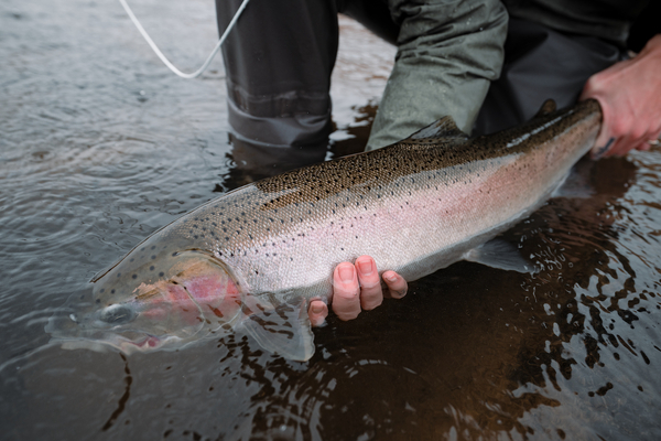 Trout: new markets, new technology
