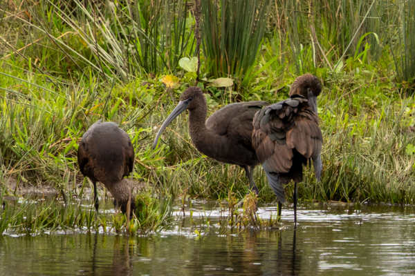 Rare bird flocking to Scotland spotted on Islay