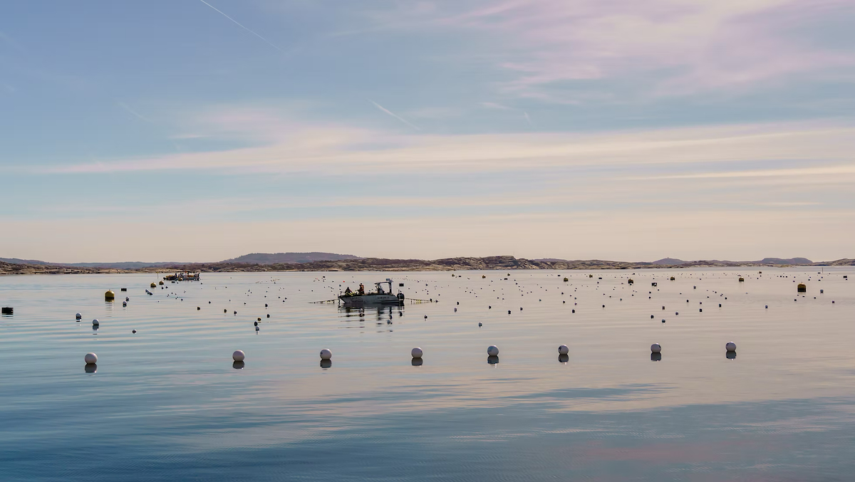 Nordic SeaFarm farm web Nordic SeaFarm farm web