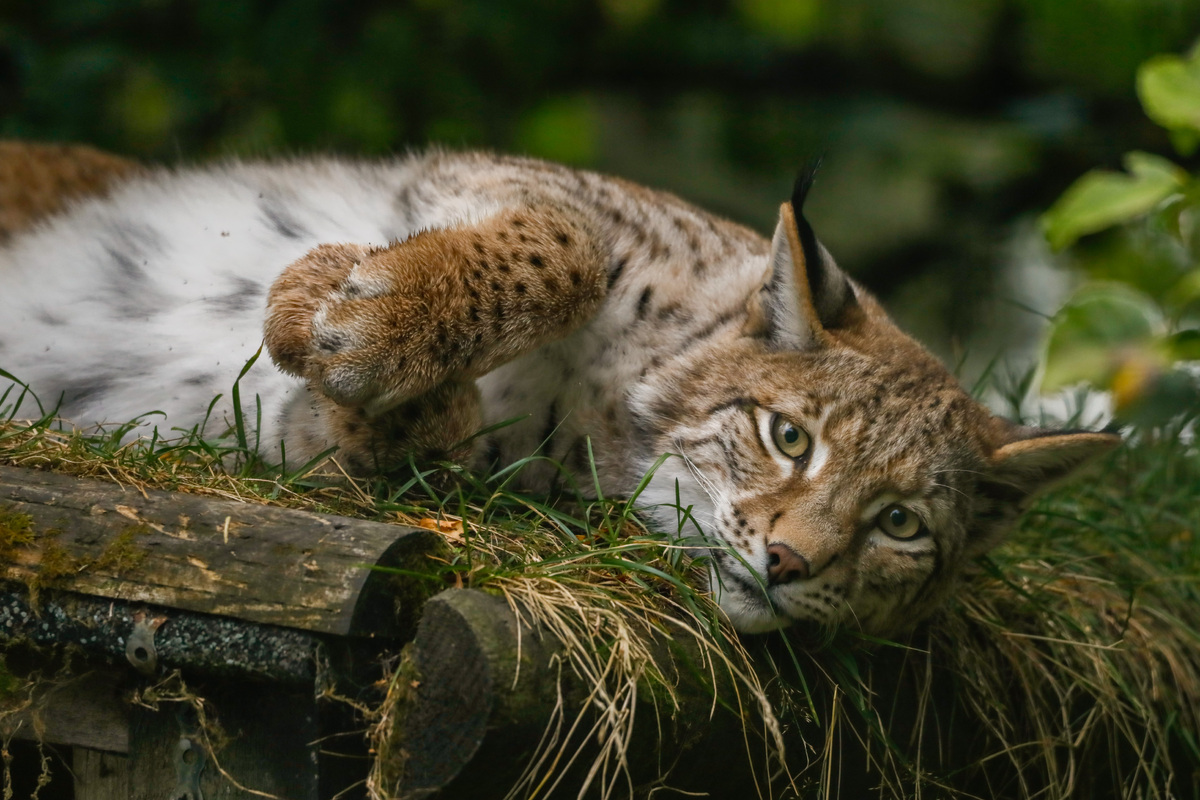 Lynx released into the Highlands thriving at wildlife park