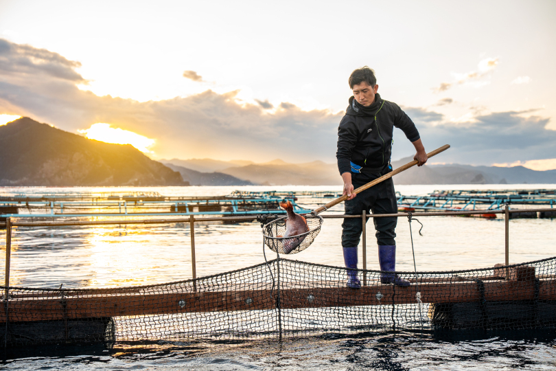 red sea bream farm Japan ASC