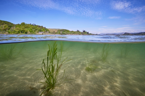 Will you be a seagrass steward?