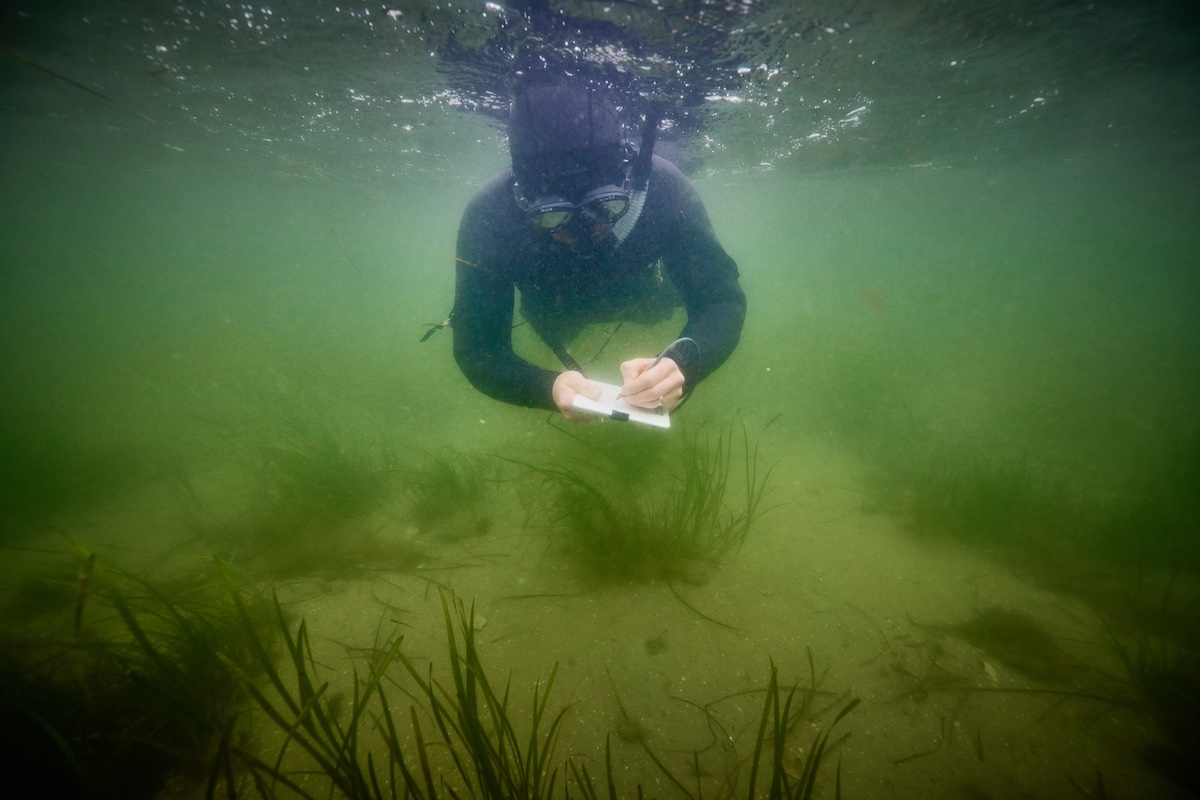 Seawilding makes major breakthrough in seagrass restoration