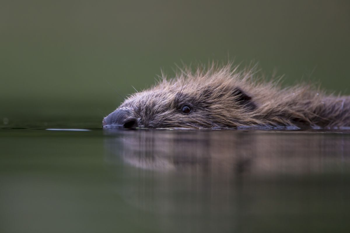 Lochaber prepares for beavers with lessons from Speyside
