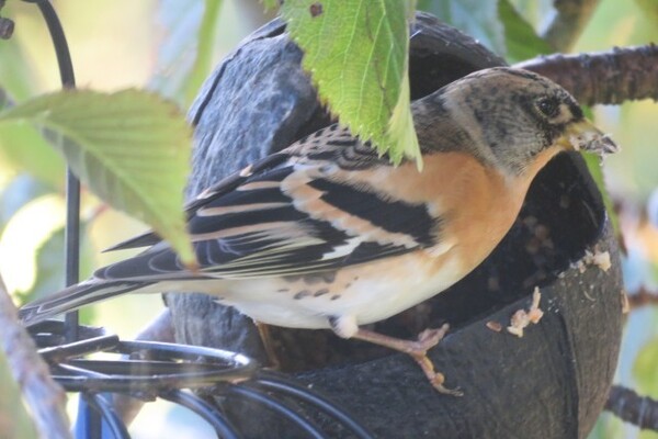 Bird Notes: A Brambling Winter?