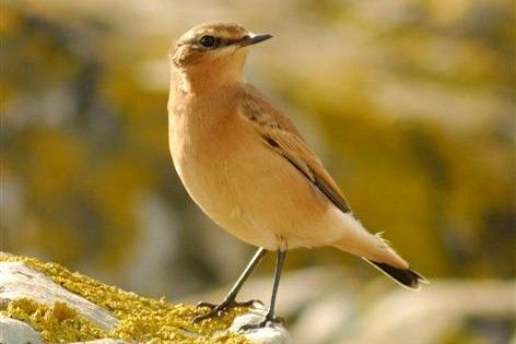 Bird Notes for October