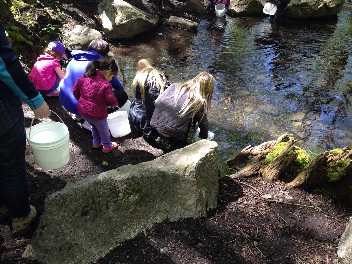 Children releasing juvenile salmon IMG 1436 web Children releasing juvenile salmon IMG 1436 web