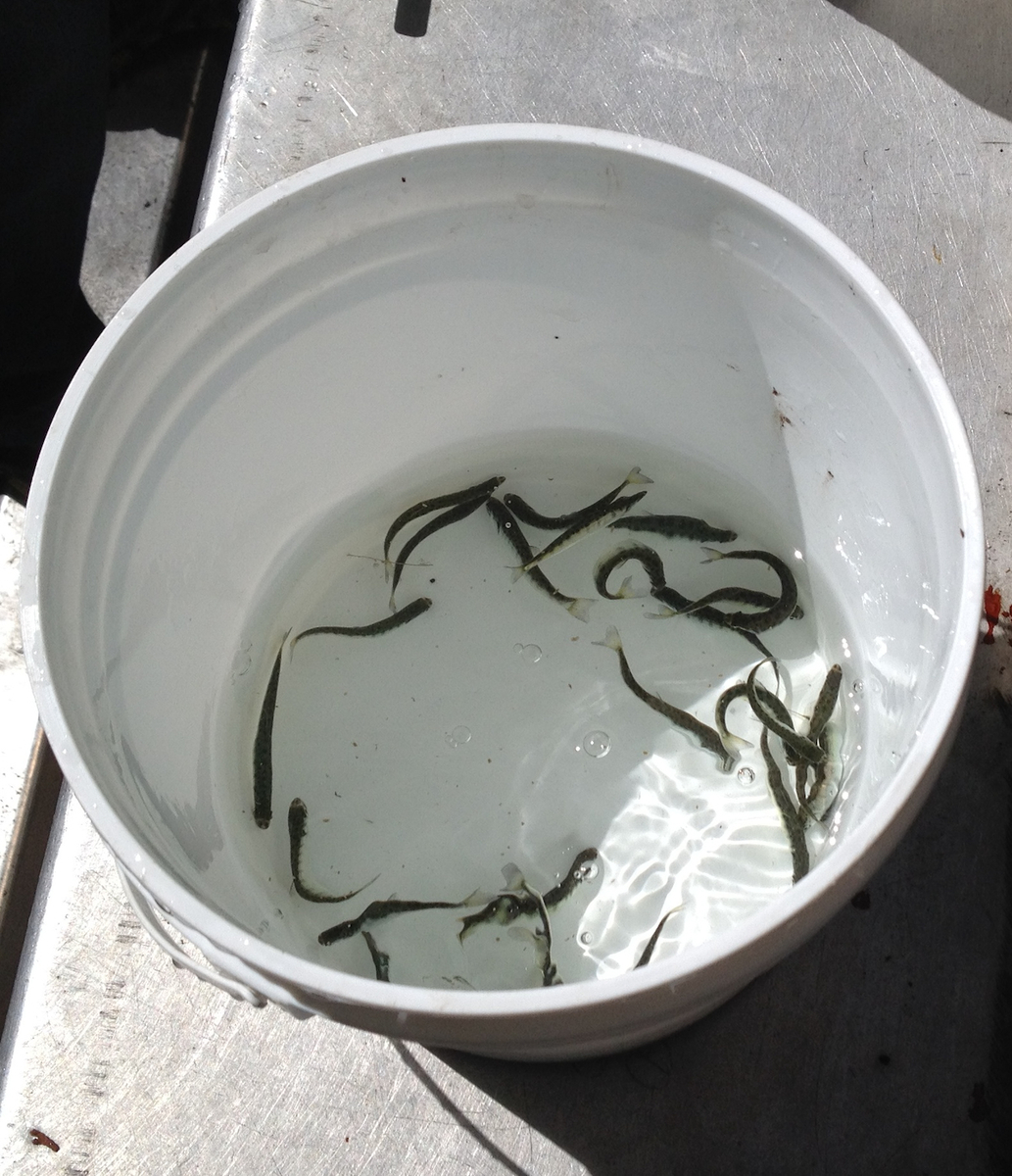 Chinook fry being reared at the Big Qualicum River Hatchery IMG 1432 web Chinook fry being reared at the Big Qualicum River Hatchery IMG 1432 web