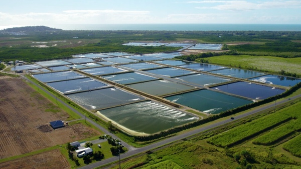 Barramundi farmer fined for environmental breaches