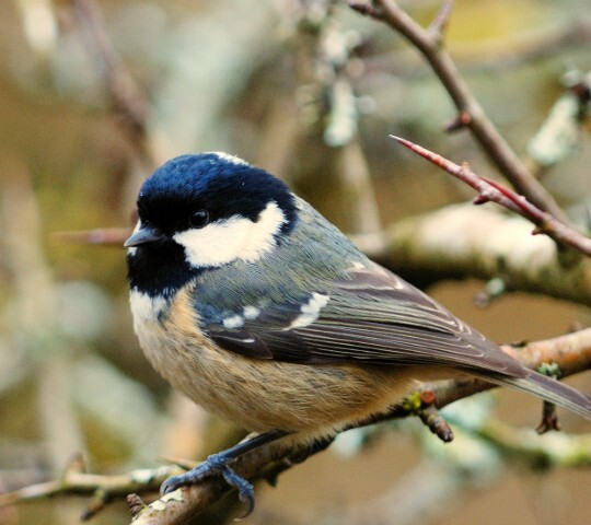 &ldquo;Natures survivors&rdquo; enjoy a successful breeding season