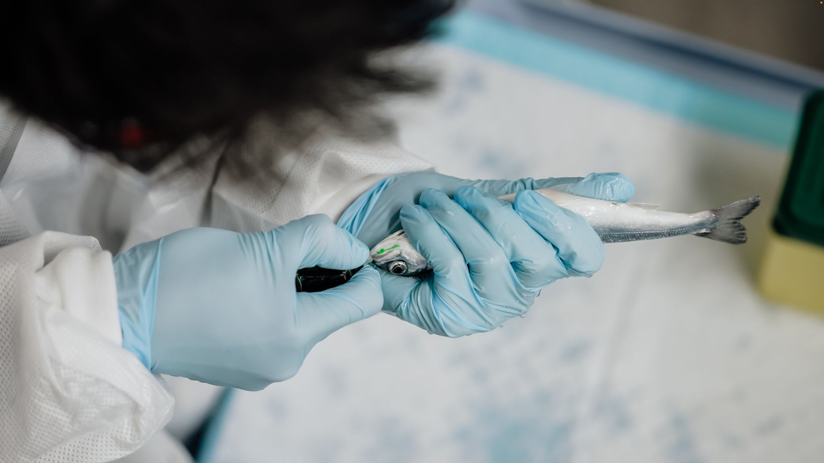 Onda fish examination web