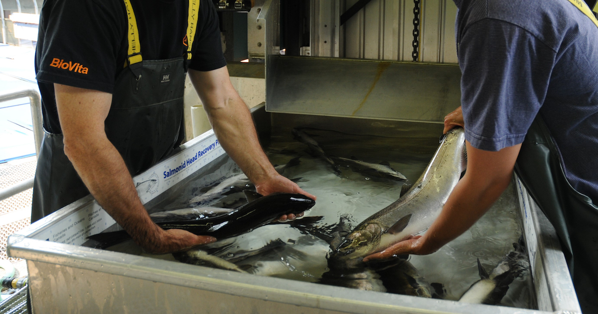 hatchery staff inspecting salmon2 web hatchery staff inspecting salmon2 web