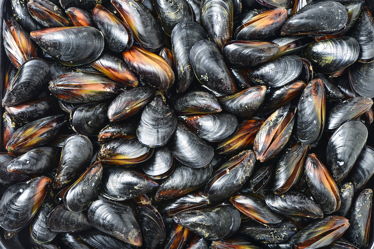 mussels AdobeStock 302153022 web