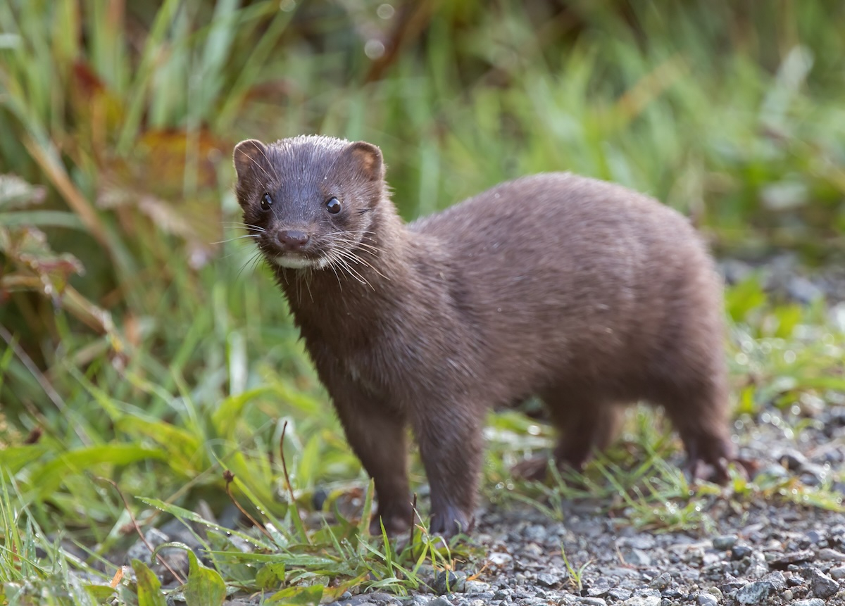 American mink AdobeStock 380377279 web American mink AdobeStock 380377279 web