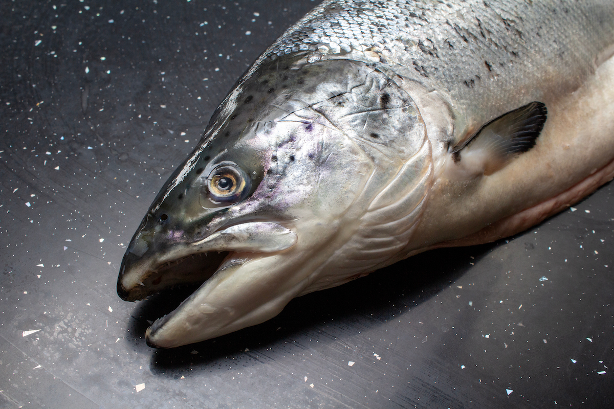 Atlantic salmon AdobeStock 1631852746 web