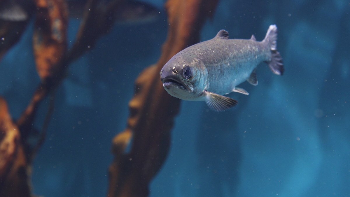 Coho salmon AdobeStock 309131957 web Coho salmon AdobeStock 309131957 web