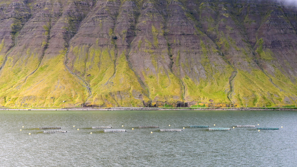 Fish farm Iceland AdobeStock 1483756042 web