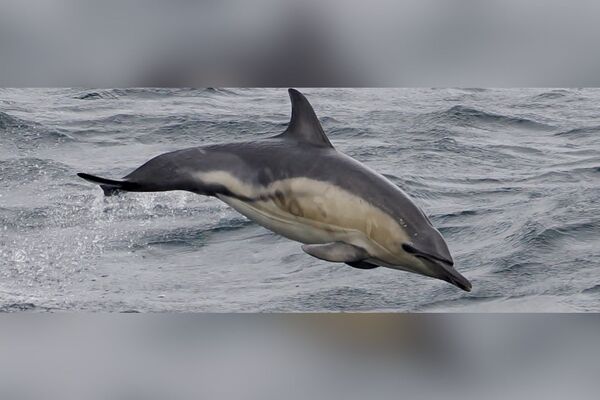 Common dolphin sightings on the increase around Arran