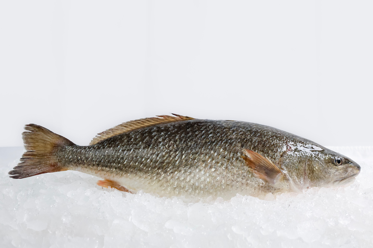 Pine Island Redfish On ice 20251125