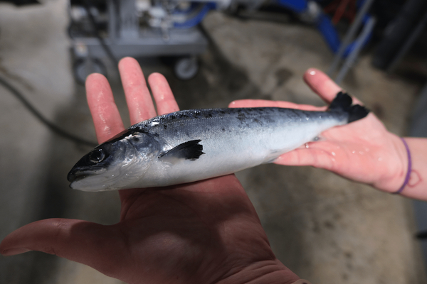 Grieg opts for AI gender sorting deal