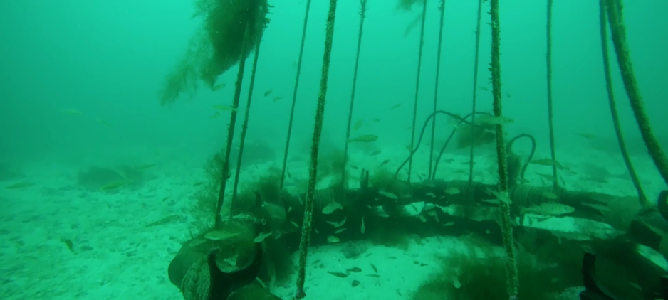 artificial kelp reef IMR
