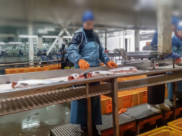 Scottish seafood processing initiative gets funding and a project manager