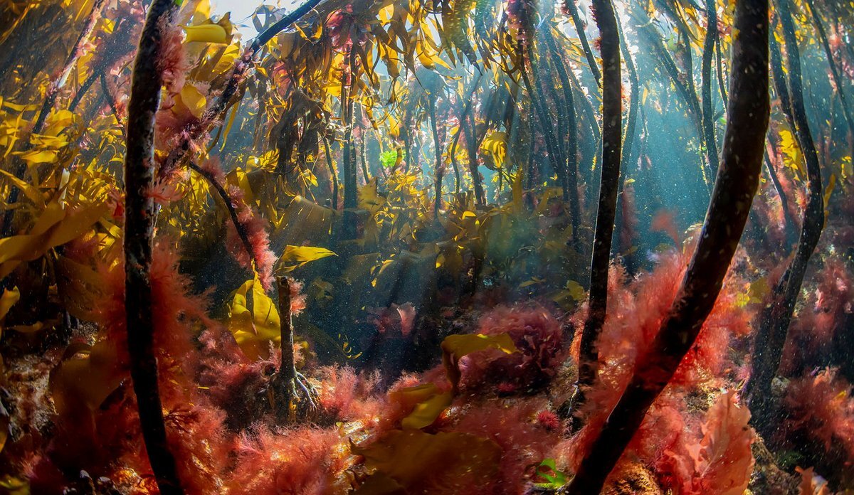 kelp forest