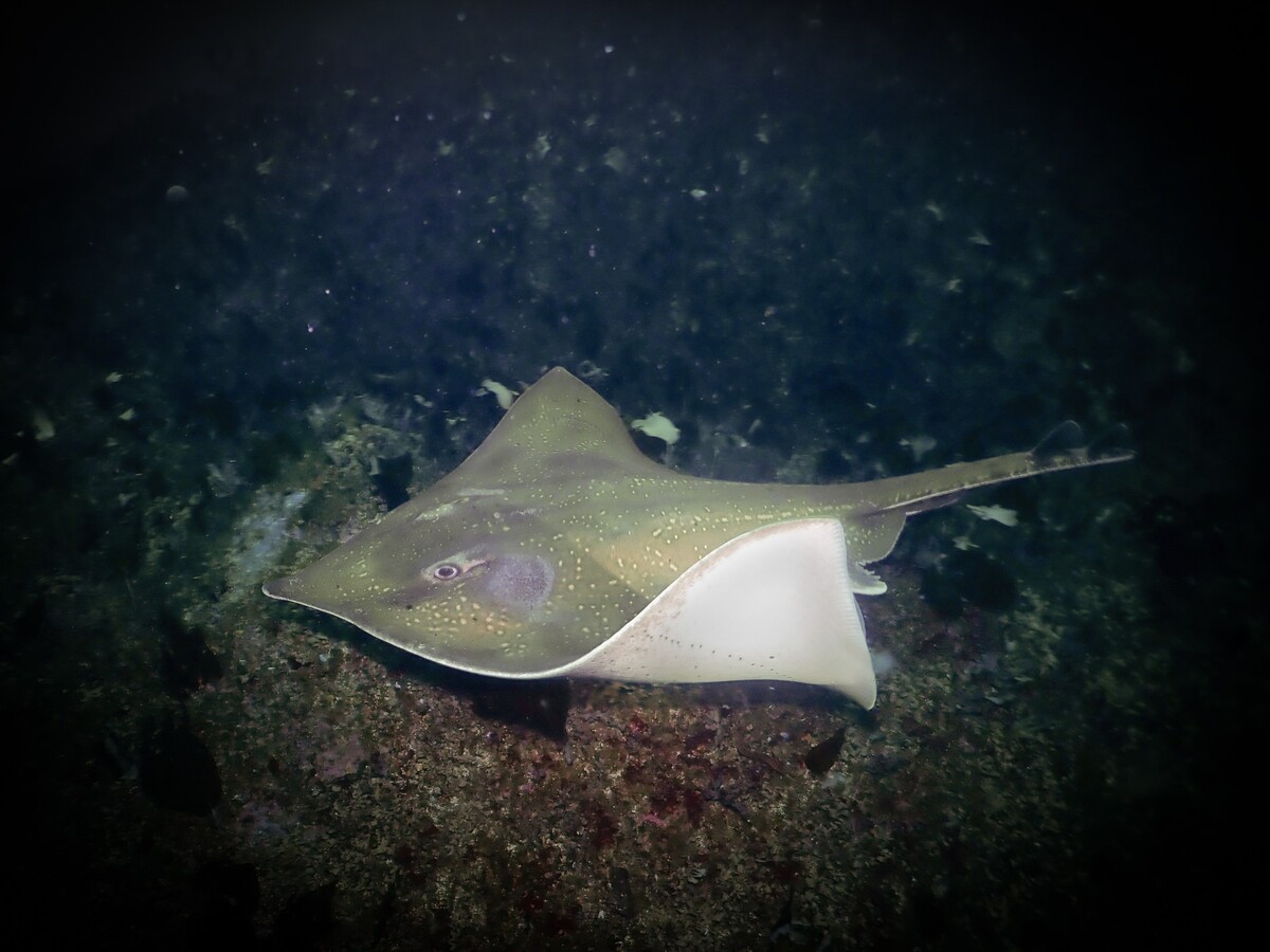 West Coast Today - News - Breakthrough made in underwater animal tracking