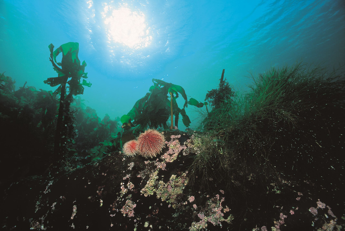 sea urchins web