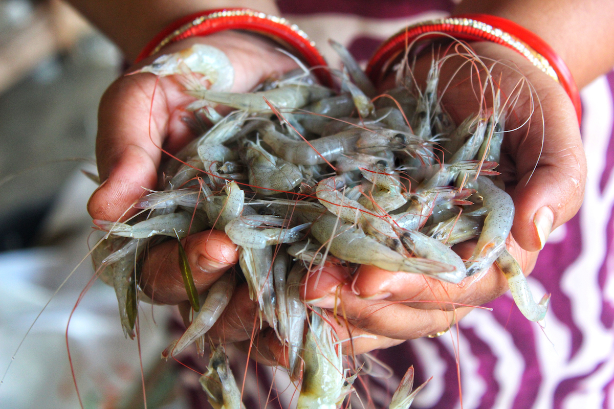 shrimp tiger prawns AdobeStock 1479044735 web
